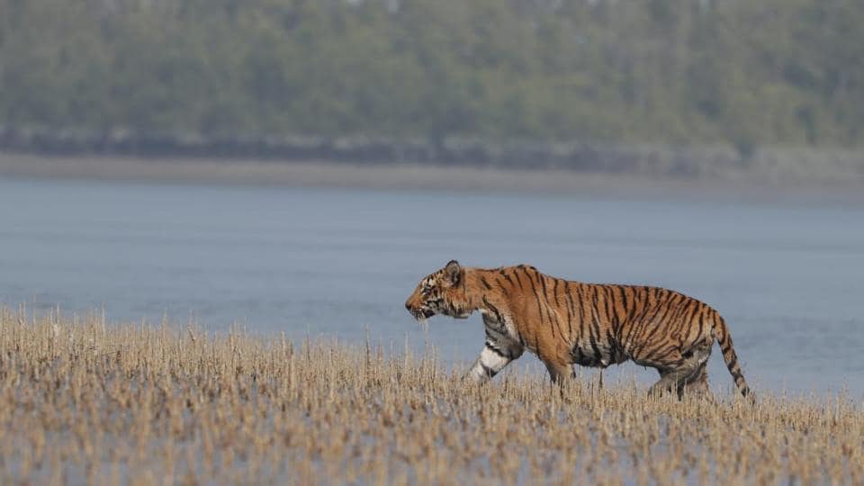 tiger tours india