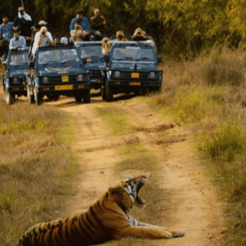 Bandhavgarh National Park, Madhya Pradesh (2)