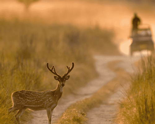 Jim Corbett National Park, Uttarakhand