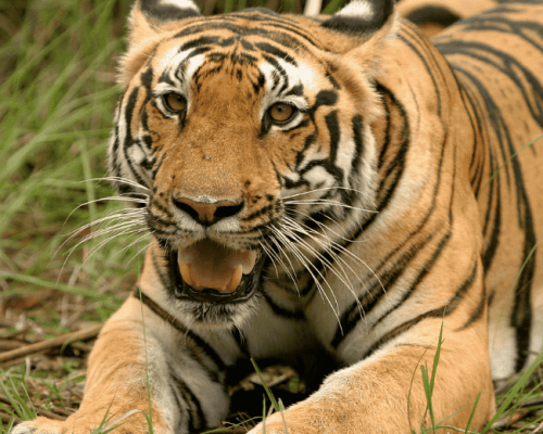 Kanha National Park, Madhya Pradesh