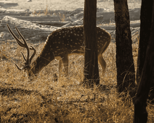 Pench National Park, Madhya Pradesh