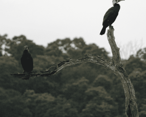 Periyar Wildlife Sanctuary, Kerala