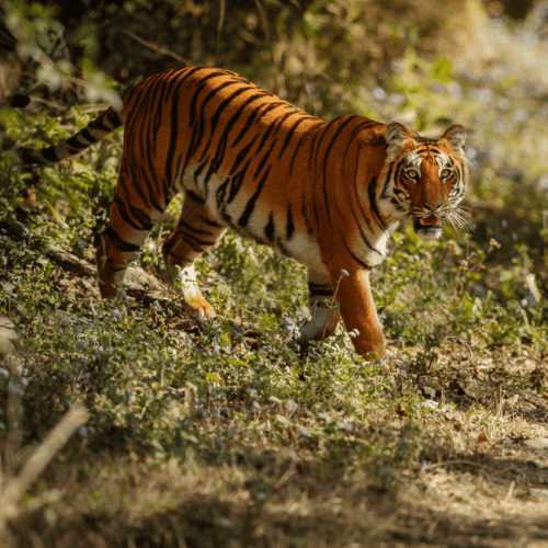 Ranthambore National Park, Rajasthan