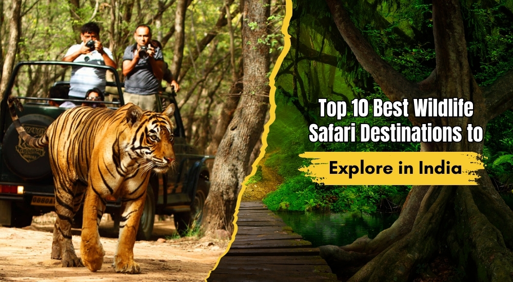 Top 10 Best Wildlife Safari Destinations to Explore in India